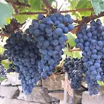 Apartma Panorama Apartmán Marezige