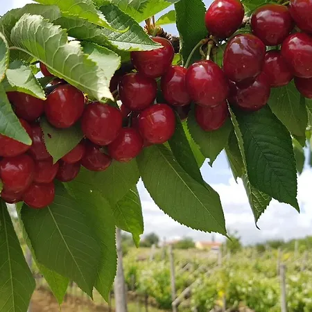 Apartament Apartma Panorama *