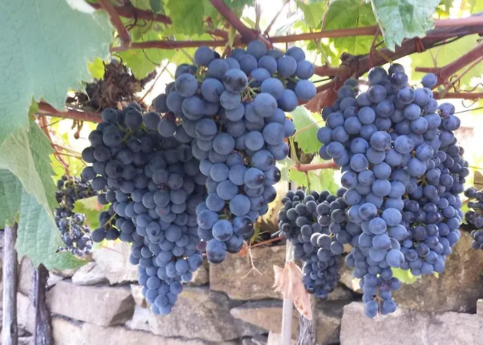 Apartma Panorama Διαμέρισμα Marezige