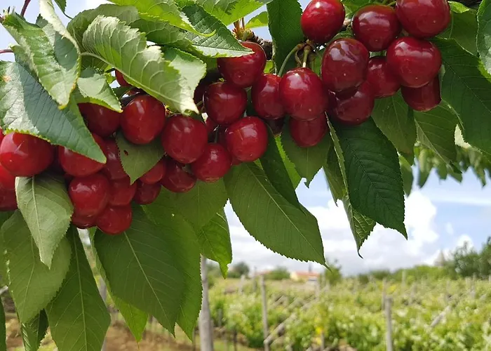 Appartement Apartma Panorama *